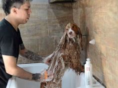 Foto de la galería:  Tarde de spa y peluquería canina: en la lista de salidas de los más mascoteros en la ciudad