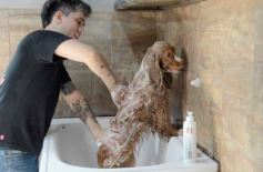 Foto de la galería:  Tarde de spa y peluquería canina: en la lista de salidas de los más mascoteros en la ciudad