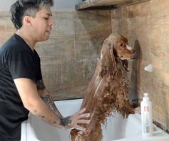 Foto de la galería:  Tarde de spa y peluquería canina: en la lista de salidas de los más mascoteros en la ciudad