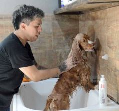 Foto de la galería:  Tarde de spa y peluquería canina: en la lista de salidas de los más mascoteros en la ciudad