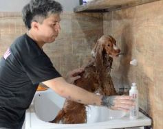 Foto de la galería:  Tarde de spa y peluquería canina: en la lista de salidas de los más mascoteros en la ciudad