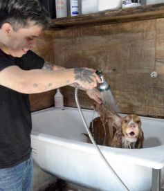 Foto de la galería:  Tarde de spa y peluquería canina: en la lista de salidas de los más mascoteros en la ciudad