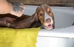 Foto de la galería:  Tarde de spa y peluquería canina: en la lista de salidas de los más mascoteros en la ciudad
