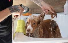 Foto de la galería:  Tarde de spa y peluquería canina: en la lista de salidas de los más mascoteros en la ciudad