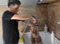 Foto de la galería:  Tarde de spa y peluquería canina: en la lista de salidas de los más mascoteros en la ciudad