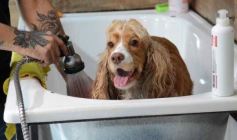 Foto de la galería:  Tarde de spa y peluquería canina: en la lista de salidas de los más mascoteros en la ciudad