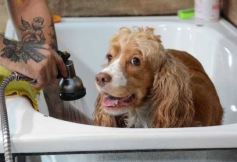 Foto de la galería:  Tarde de spa y peluquería canina: en la lista de salidas de los más mascoteros en la ciudad