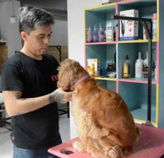 Foto de la galería:  Tarde de spa y peluquería canina: en la lista de salidas de los más mascoteros en la ciudad