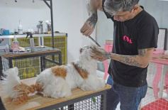 Foto de la galería:  Tarde de spa y peluquería canina: en la lista de salidas de los más mascoteros en la ciudad