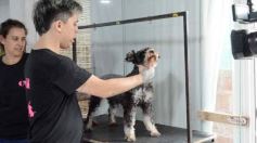 Foto de la galería:  Tarde de spa y peluquería canina: en la lista de salidas de los más mascoteros en la ciudad