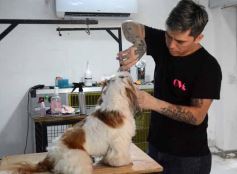 Foto de la galería:  Tarde de spa y peluquería canina: en la lista de salidas de los más mascoteros en la ciudad
