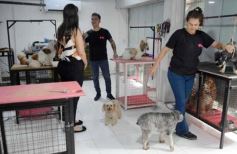Foto de la galería:  Tarde de spa y peluquería canina: en la lista de salidas de los más mascoteros en la ciudad