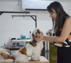 Foto de la galería:  Tarde de spa y peluquería canina: en la lista de salidas de los más mascoteros en la ciudad