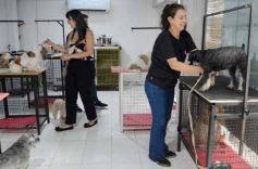 Foto de la galería:  Tarde de spa y peluquería canina: en la lista de salidas de los más mascoteros en la ciudad