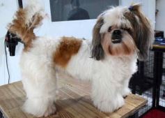 Foto de la galería:  Tarde de spa y peluquería canina: en la lista de salidas de los más mascoteros en la ciudad