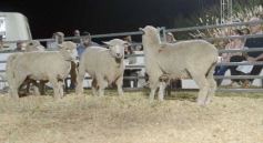 Foto de la galería: 1er. Remate Nocturno 2024: escapada de campo, gastronomía y encuentro en La Armonía