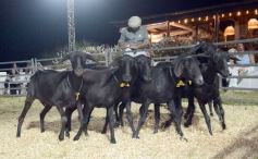 Foto de la galería: 1er. Remate Nocturno 2024: escapada de campo, gastronomía y encuentro en La Armonía