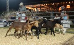 Foto de la galería: 1er. Remate Nocturno 2024: escapada de campo, gastronomía y encuentro en La Armonía