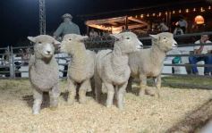 Foto de la galería: 1er. Remate Nocturno 2024: escapada de campo, gastronomía y encuentro en La Armonía