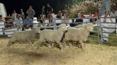 Foto de la galería: 1er. Remate Nocturno 2024: escapada de campo, gastronomía y encuentro en La Armonía