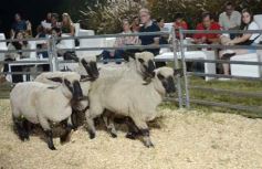 Foto de la galería: 1er. Remate Nocturno 2024: escapada de campo, gastronomía y encuentro en La Armonía