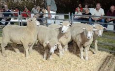 Foto de la galería: 1er. Remate Nocturno 2024: escapada de campo, gastronomía y encuentro en La Armonía