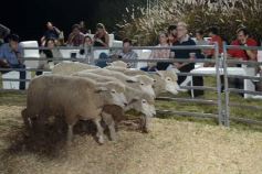 Foto de la galería: 1er. Remate Nocturno 2024: escapada de campo, gastronomía y encuentro en La Armonía