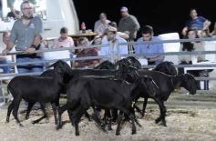 Foto de la galería: 1er. Remate Nocturno 2024: escapada de campo, gastronomía y encuentro en La Armonía