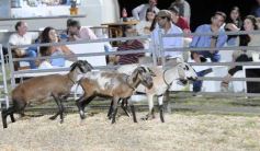 Foto de la galería: 1er. Remate Nocturno 2024: escapada de campo, gastronomía y encuentro en La Armonía
