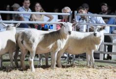Foto de la galería: 1er. Remate Nocturno 2024: escapada de campo, gastronomía y encuentro en La Armonía