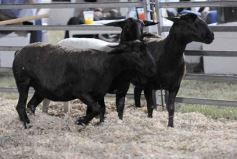 Foto de la galería: 1er. Remate Nocturno 2024: escapada de campo, gastronomía y encuentro en La Armonía