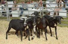 Foto de la galería: 1er. Remate Nocturno 2024: escapada de campo, gastronomía y encuentro en La Armonía