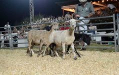 Foto de la galería: 1er. Remate Nocturno 2024: escapada de campo, gastronomía y encuentro en La Armonía