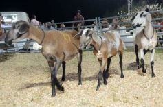 Foto de la galería: 1er. Remate Nocturno 2024: escapada de campo, gastronomía y encuentro en La Armonía