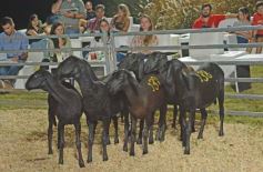 Foto de la galería: 1er. Remate Nocturno 2024: escapada de campo, gastronomía y encuentro en La Armonía