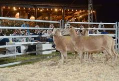 Foto de la galería: 1er. Remate Nocturno 2024: escapada de campo, gastronomía y encuentro en La Armonía