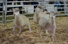 Foto de la galería: 1er. Remate Nocturno 2024: escapada de campo, gastronomía y encuentro en La Armonía