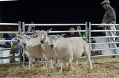 Foto de la galería: 1er. Remate Nocturno 2024: escapada de campo, gastronomía y encuentro en La Armonía