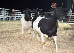 Foto de la galería: 1er. Remate Nocturno 2024: escapada de campo, gastronomía y encuentro en La Armonía