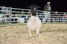 Foto de la galería: 1er. Remate Nocturno 2024: escapada de campo, gastronomía y encuentro en La Armonía