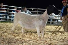 Foto de la galería: 1er. Remate Nocturno 2024: escapada de campo, gastronomía y encuentro en La Armonía