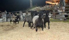 Foto de la galería: 1er. Remate Nocturno 2024: escapada de campo, gastronomía y encuentro en La Armonía