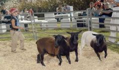 Foto de la galería: 1er. Remate Nocturno 2024: escapada de campo, gastronomía y encuentro en La Armonía