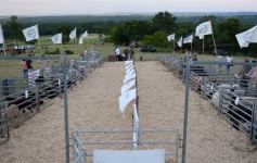 Foto de la galería: 1er. Remate Nocturno 2024: escapada de campo, gastronomía y encuentro en La Armonía