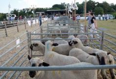 Foto de la galería: 1er. Remate Nocturno 2024: escapada de campo, gastronomía y encuentro en La Armonía