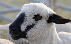 Foto de la galería: 1er. Remate Nocturno 2024: escapada de campo, gastronomía y encuentro en La Armonía