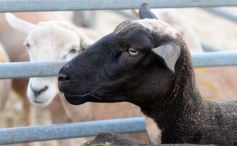 Foto de la galería: 1er. Remate Nocturno 2024: escapada de campo, gastronomía y encuentro en La Armonía