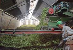 Foto de la galería: Yerba Mate Piporé: visita y charla para conocer más de los productos de esta Cooperativa misionera