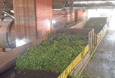 Foto de la galería: Yerba Mate Piporé: visita y charla para conocer más de los productos de esta Cooperativa misionera