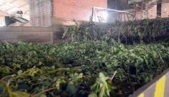 Foto de la galería: Yerba Mate Piporé: visita y charla para conocer más de los productos de esta Cooperativa misionera